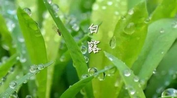 涼風至，白露降